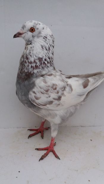 M 2019 vandut - De vanzare kingi