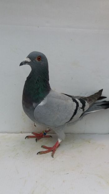 F 2019 vanduta - De! voiajori vanduti