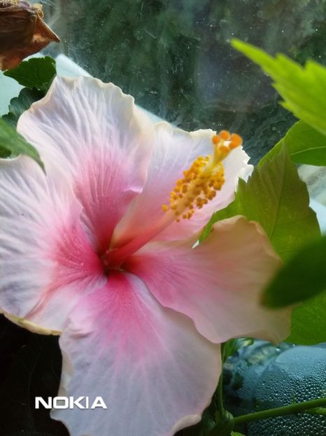  - Hibiscus