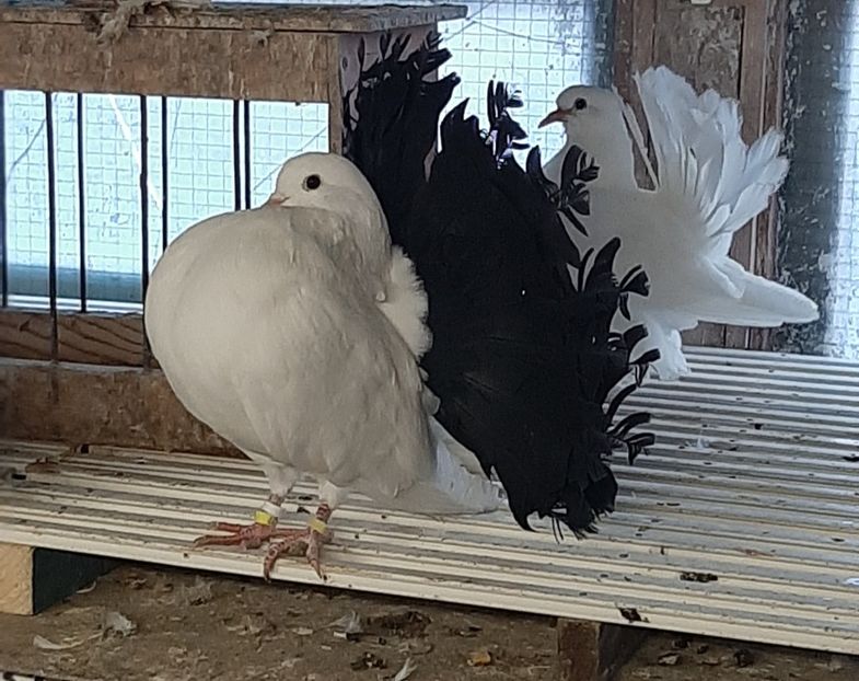  - Voltati albi cu coada neagra și rosie