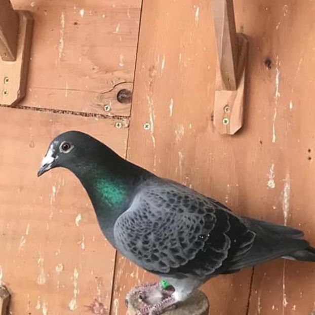  - NU AMI APARTIN 2020