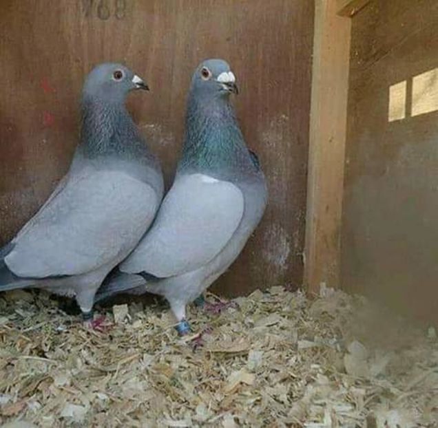  - NU AMI APARTIN 2020