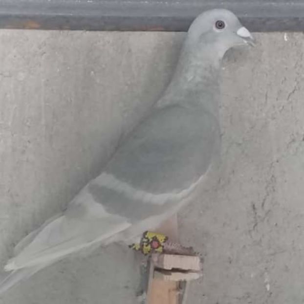  - NU AMI APARTIN 2020