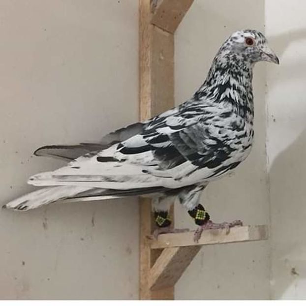  - NU AMI APARTIN 2020