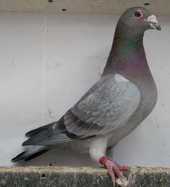  - NU AMI APARTIN 2020