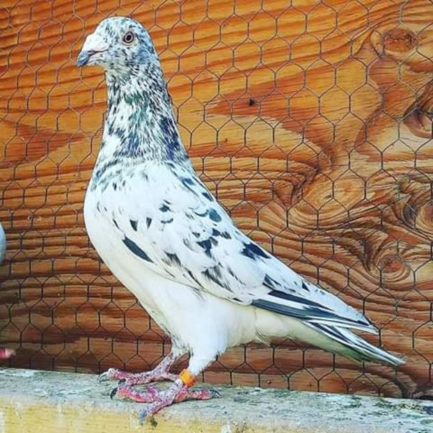  - NU AMI APARTIN 2020