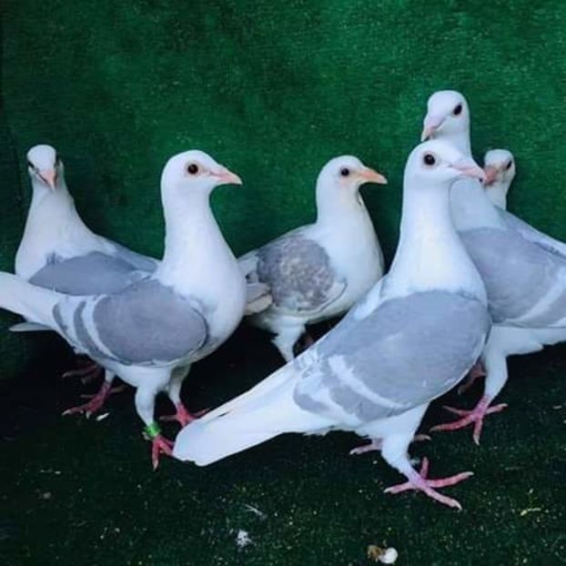  - NU AMI APARTIN 2020