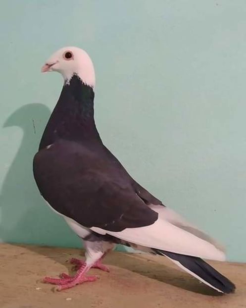  - NU AMI APARTIN 2020