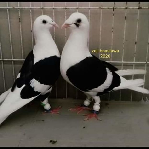  - NU AMI APARTIN 2020