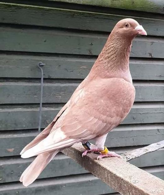  - NU AMI APARTIN 2020