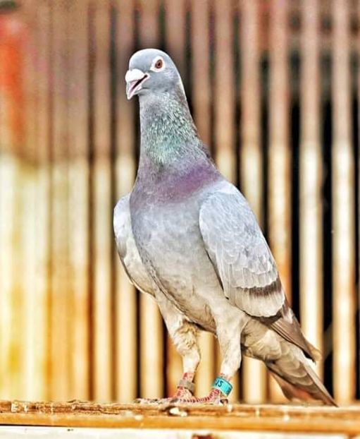  - NU AMI APARTIN 2020