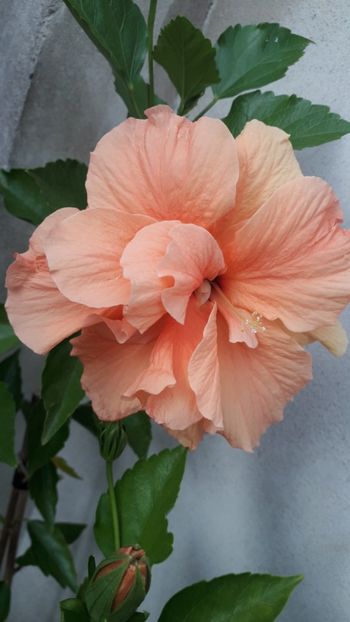  - Hibiscus portocaliu