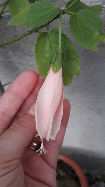  - Hibiscus malvaviscus roz