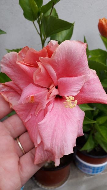  - Hibiscus roz dublu
