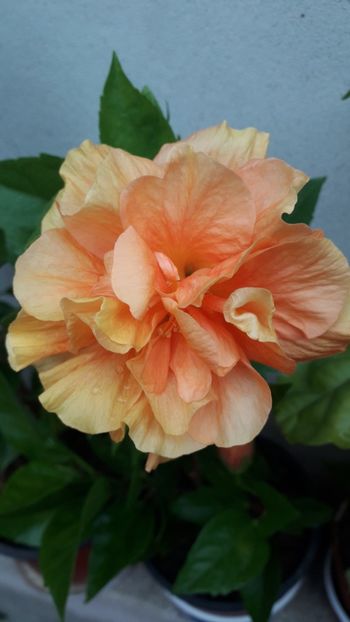  - Hibiscus portocaliu dublu intens