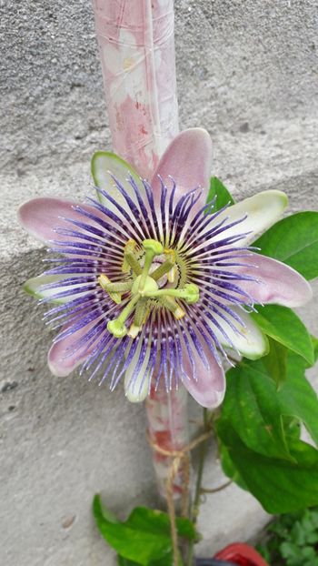  - Passiflora belotti