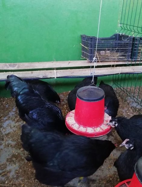 Australorp negru - 09 Amintiri