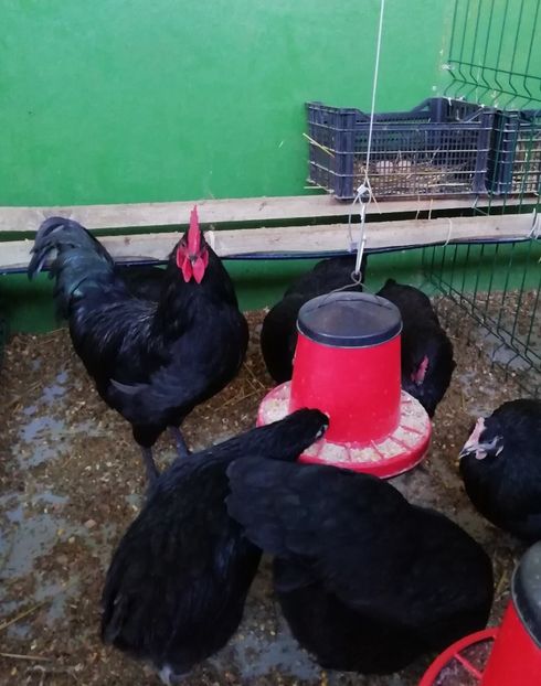 Australorp negru - 09 Amintiri