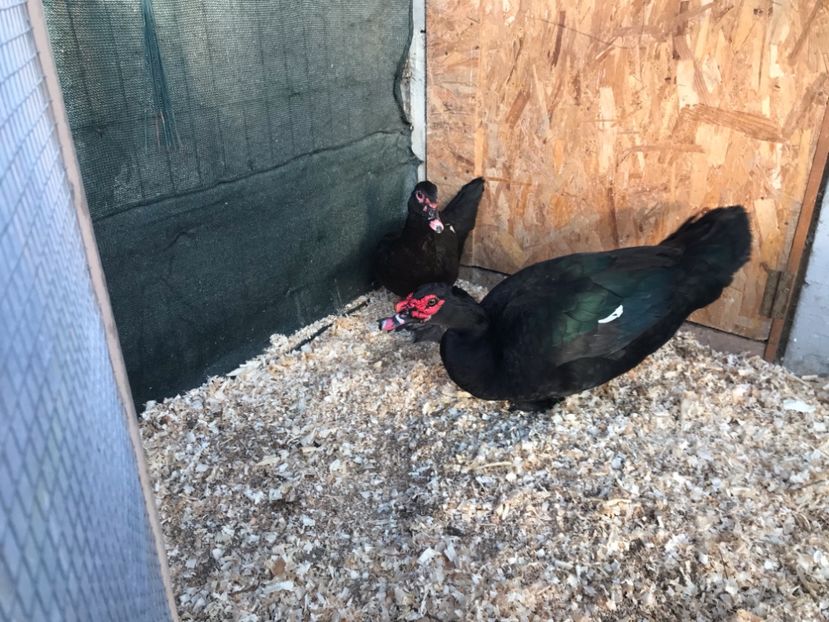 P1 - b - Rate lesesti 2020