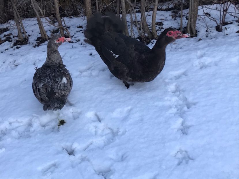 P2 - b - Rate lesesti 2020