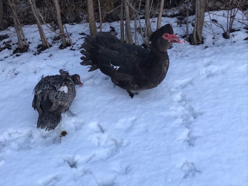 P2 - b - Rate lesesti 2020