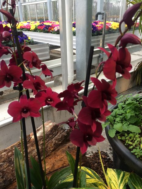 Dendrobium Sa-rocca - Aici