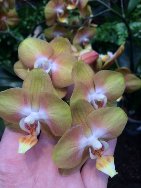 Pahle.Las Vegas - Aici