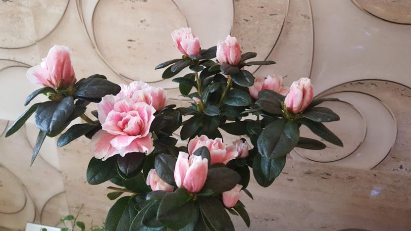  - -februarie 2020