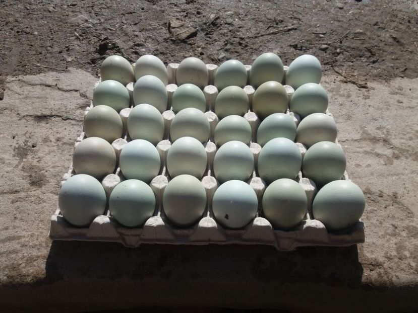  - Matcă ptr 2020 găini araucana și ouă de vînzare
