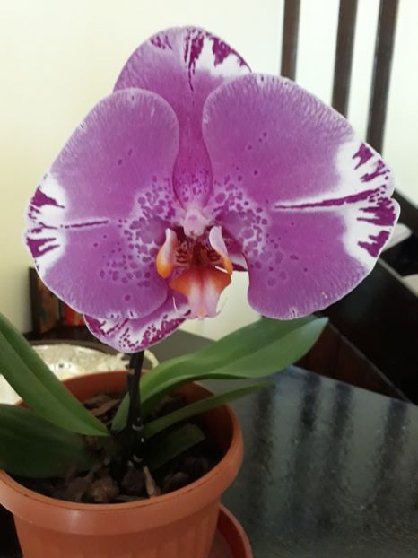  - 2 Orhidee Phalenopsis