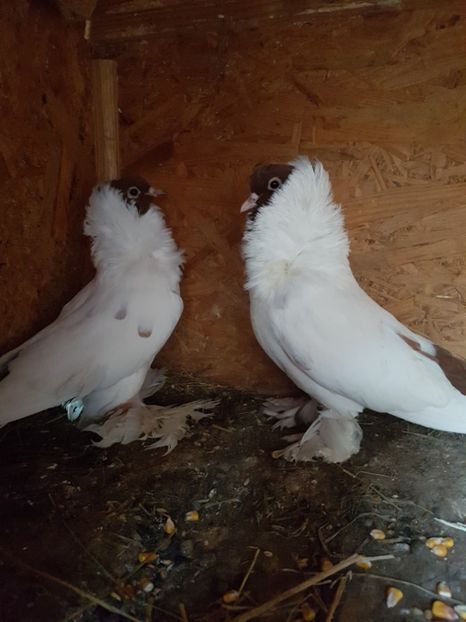 Cm1 - Porumbei Cap de Maur