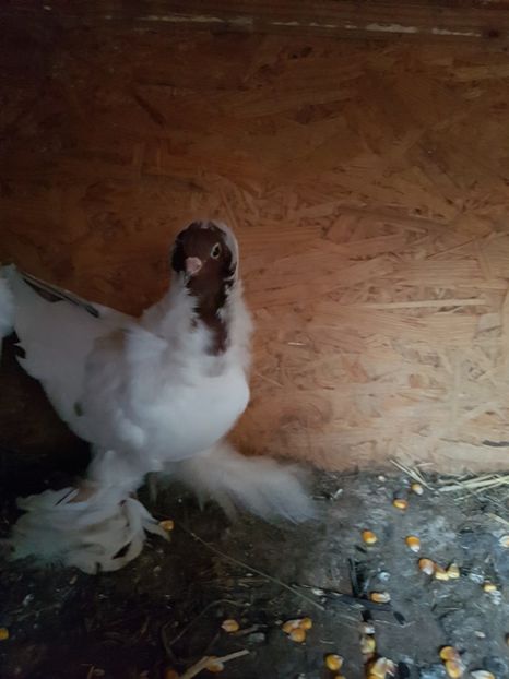 Cm4 - Porumbei Cap de Maur