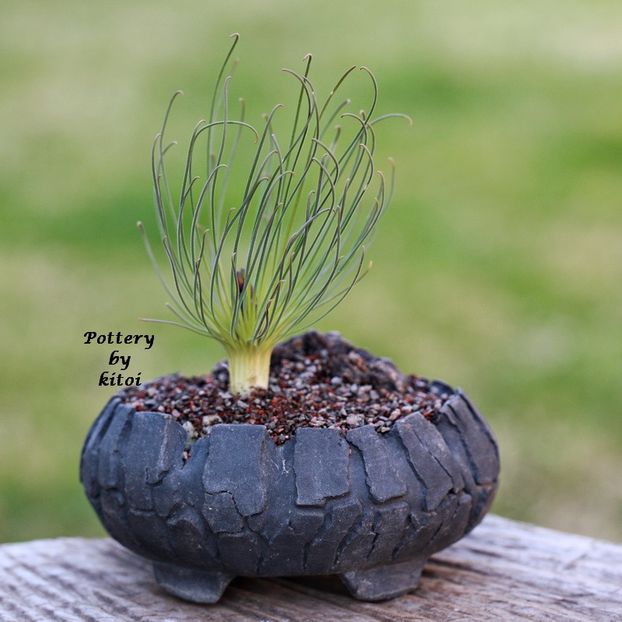 Kitoi: Albuca sp. - Vase - aranjamente - accesorii