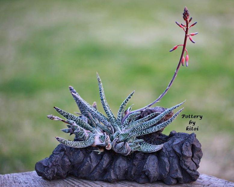 Kitoi: Gasteria verrucosa - Vase - aranjamente - accesorii