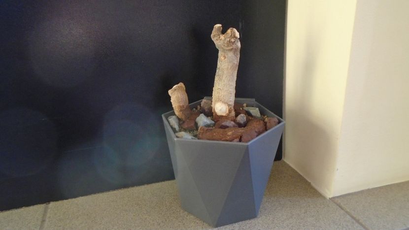 Adansonia digitata (Baobab) - Caudiciforme - pachycaule si bulboase 2020