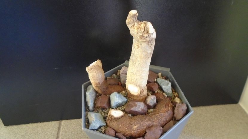 Adansonia digitata (Baobab) - Caudiciforme - pachycaule si bulboase 2020