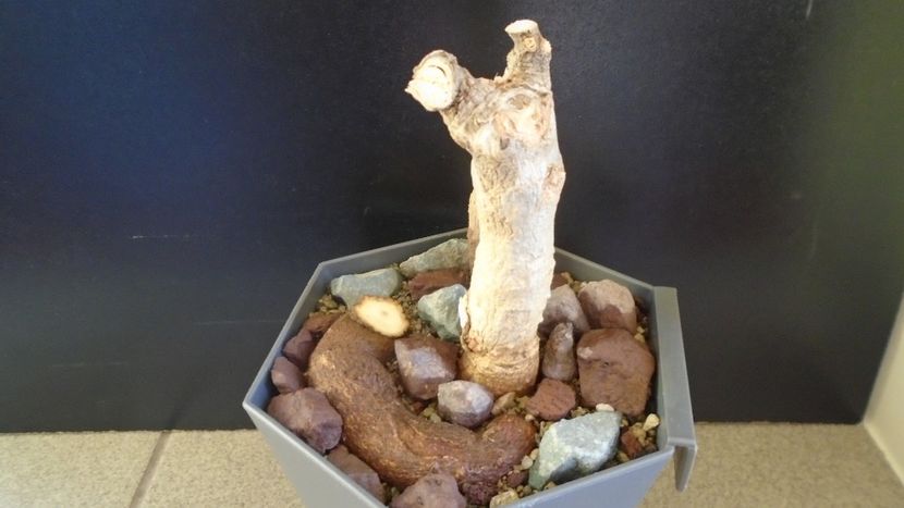 Adansonia digitata (Baobab) - Caudiciforme - pachycaule si bulboase 2020