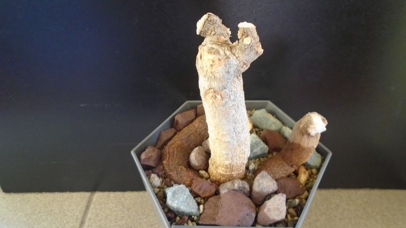 Adansonia digitata (Baobab) - Caudiciforme - pachycaule si bulboase 2020