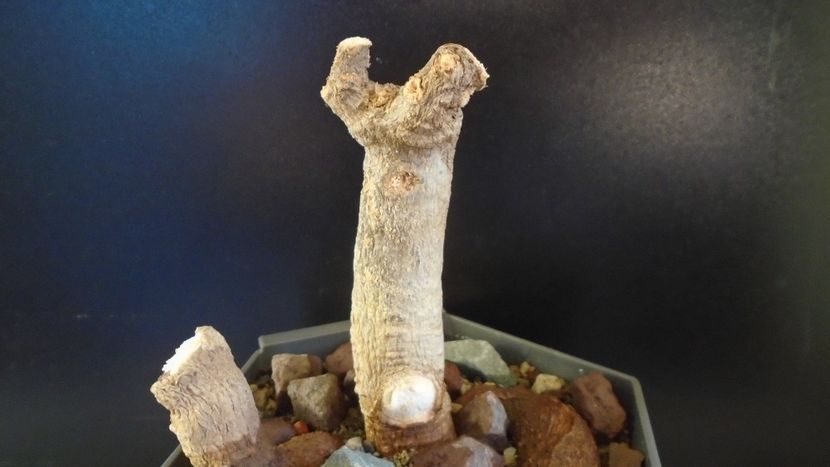 Adansonia digitata (Baobab) - Caudiciforme - pachycaule si bulboase 2020