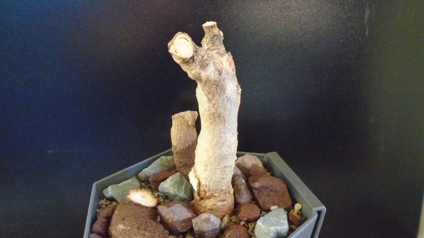Adansonia digitata (Baobab) - Caudiciforme - pachycaule si bulboase 2020