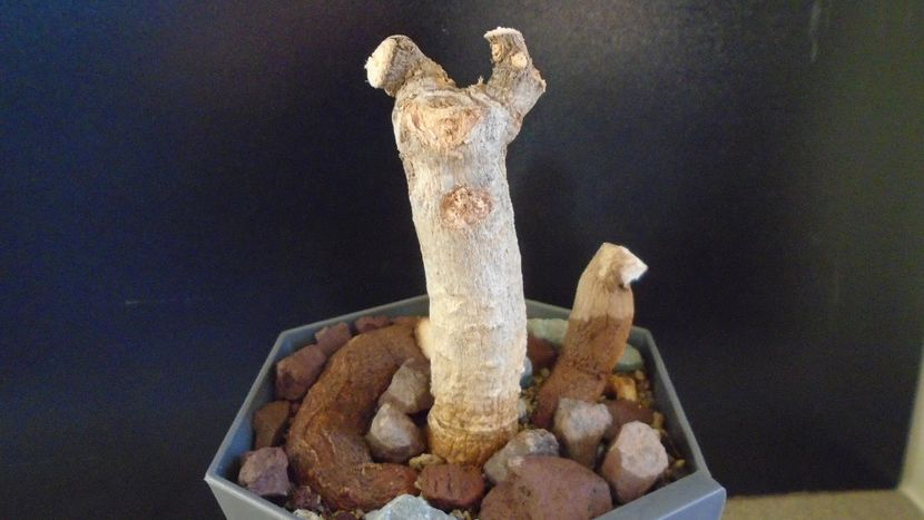 Adansonia digitata (Baobab) - Caudiciforme - pachycaule si bulboase 2020