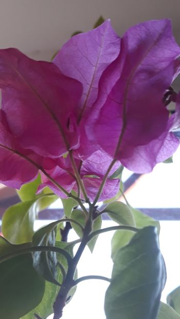  - Bougainvillea 2019-2020