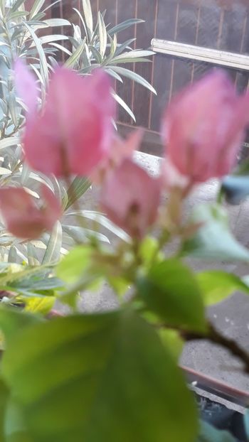  - Bougainvillea 2019-2020