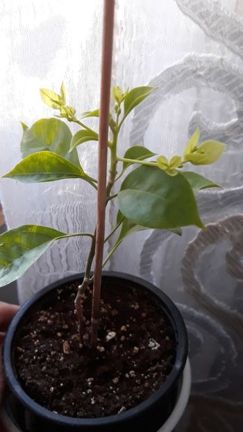  - Bougainvillea 2019-2020