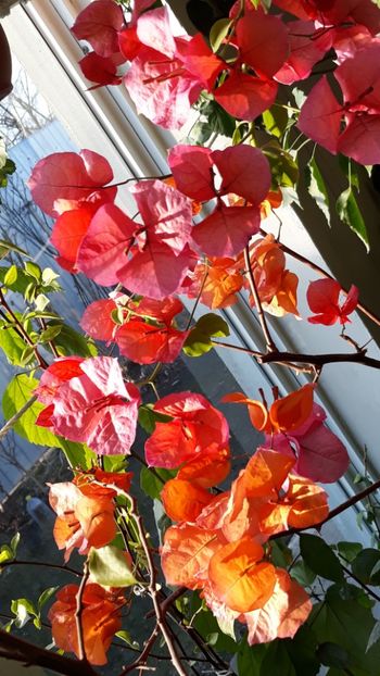  - Bougainvillea 2019-2020