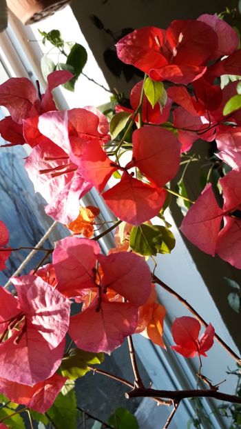  - Bougainvillea 2019-2020