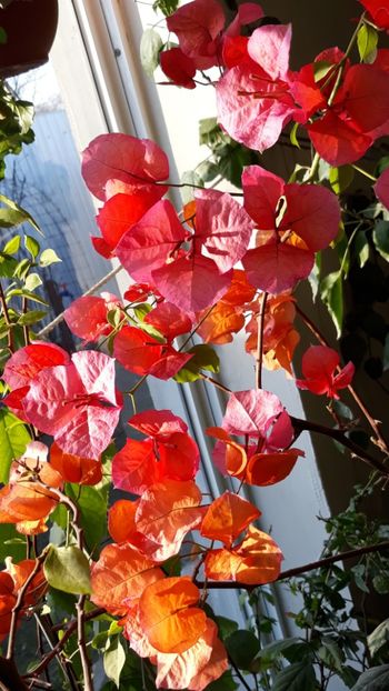  - Bougainvillea 2019-2020