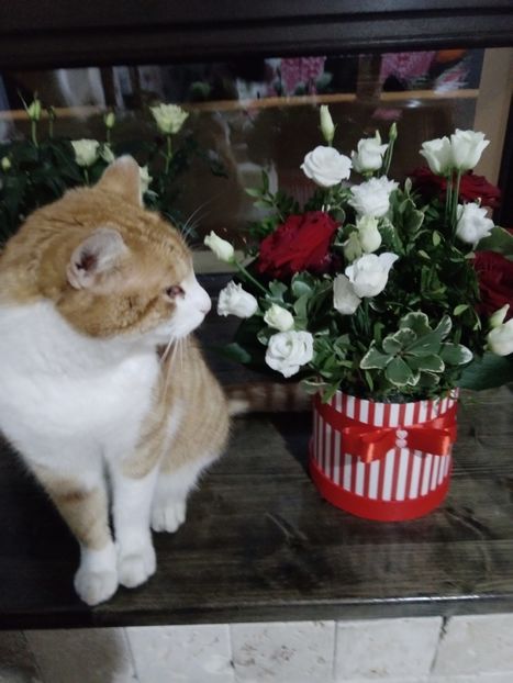  - Micile mele feline 2020