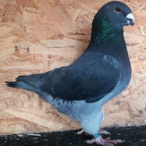  - 3---AGH DAȚI 2019 - 2025