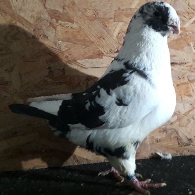  - 3---AGH DAȚI 2019 - 2025